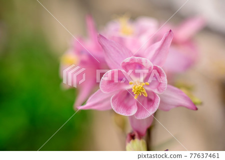 Beautiful pink flowers against the background of green plants. Summer background. Soft focus Beautiful pink flowers against the background of green plants. Summer background. Soft focus 77637461