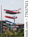 Carp streamer 77637921