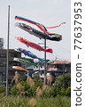 Carp streamer 77637953