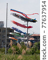 Carp streamer 77637954