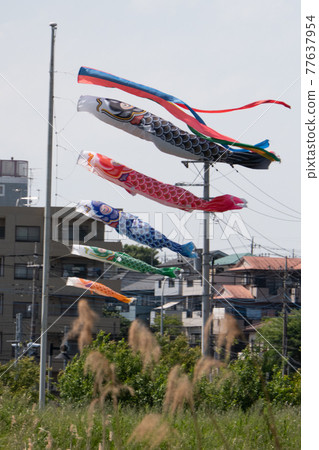 Carp streamer Carp streamer 77637954