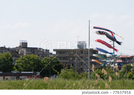 Scenery where you can see the carp streamer Scenery where you can see the carp streamer 77637958