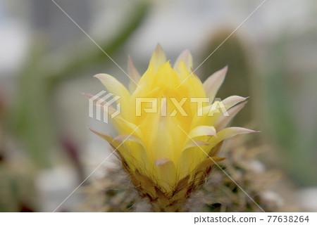黃色仙人掌花 黃色仙人掌花 77638264