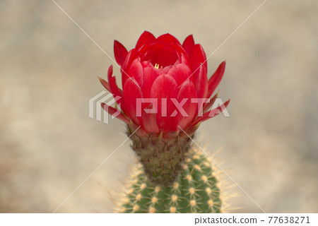 Flower dragon Flower dragon 77638271