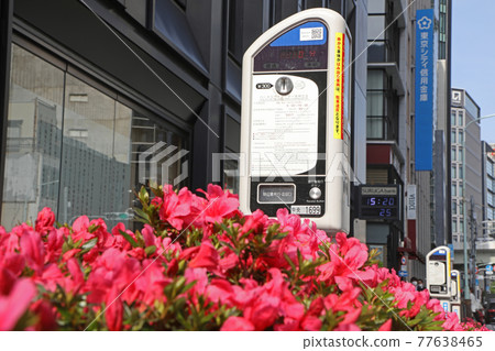 Azalea and parking meter Azalea and parking meter 77638465