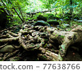 Akagi roots in the jungle of Iriomote Island 77638766