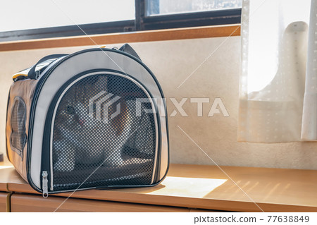 移動手提袋中的貓 77638849