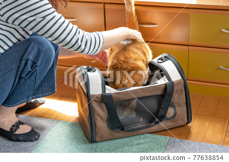 Cat in a mobile carry bag 77638854