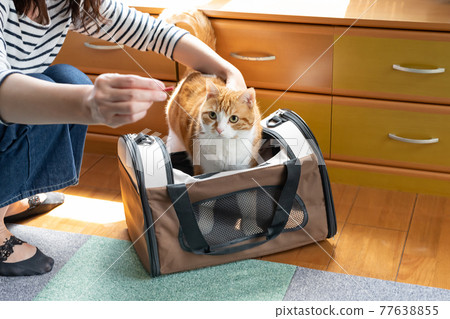 Cat in a mobile carry bag 77638855