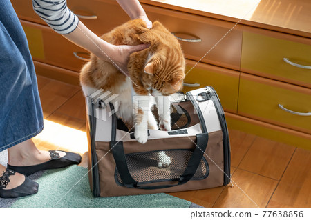Cat in a mobile carry bag 77638856