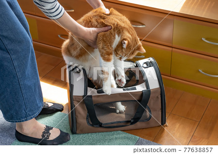 Cat in a mobile carry bag 77638857