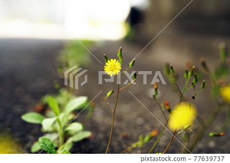 Onita Birako 77639737
