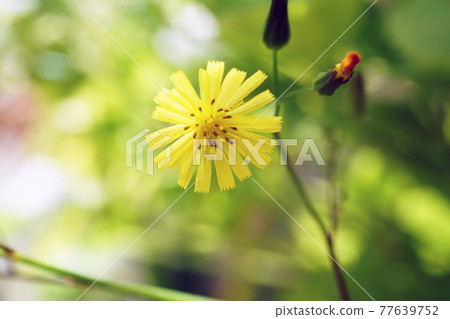 Onita Birako 77639752