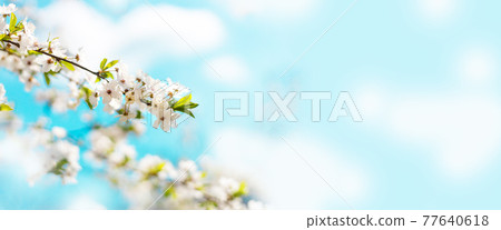Beautiful floral spring abstract nature background with blooming cherry tree branches on a blue background. 77640618