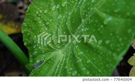 Plants in the rainy season 77640804