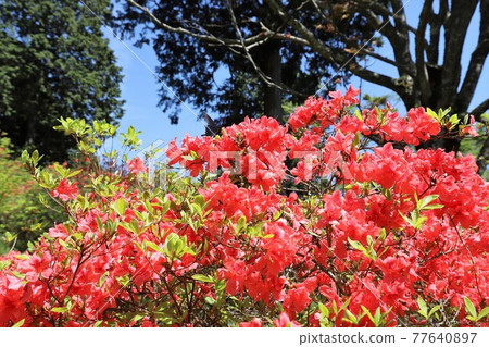 奈良鳥見山公園的杜鵑花 奈良鳥見山公園的杜鵑花 77640897