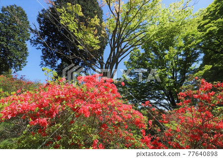 奈良鳥見山公園的杜鵑花 77640898