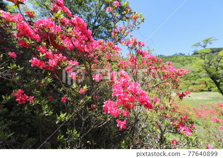 奈良鳥見山公園的杜鵑花 77640899