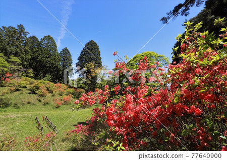 奈良鳥見山公園的杜鵑花 77640900