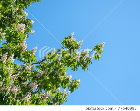 The tree chestnut blooms in spring against the blue sky. The tree chestnut blooms in spring against the blue sky. 77640983