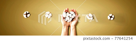 Female hands holding cotton flowers Female hands holding cotton flowers 77641254