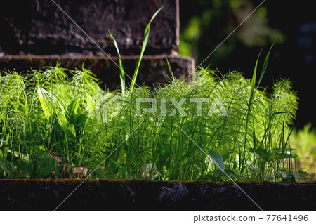 Green field horsetail weed near grave stone Green field horsetail weed near grave stone 77641496