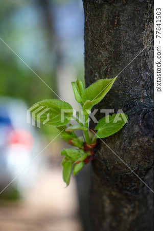 Young green twig growing on tree trunk 77641503