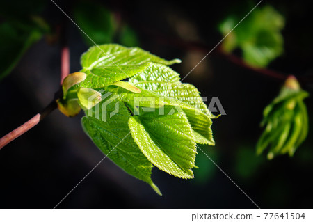 Young fresh juicy linden leaves in sunlight isolated on black 77641504