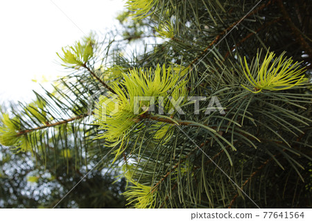 Young fir needles new fresh pine tree branches on white background Young fir needles new fresh pine tree branches on white background 77641564