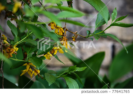 Tiny yellow flowers on branches with big green leaves 77641765