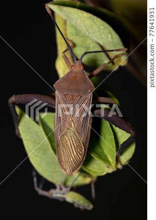 Adult Leaf-footed Bug 77641931