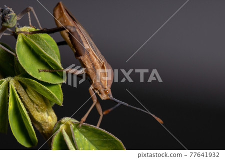 Adult Leaf-footed Bug 77641932