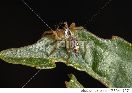 Small Jumping Spider Small Jumping Spider 77641937