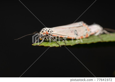 Adult ornamented Bella moth 77641972