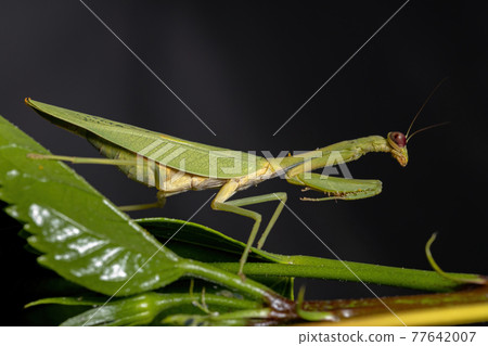 Female Adult Unicorn Mantis 77642007