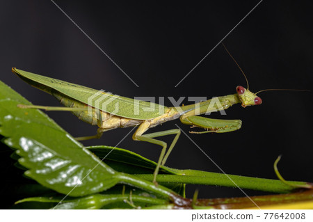 Female Adult Unicorn Mantis Female Adult Unicorn Mantis 77642008