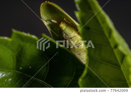 Female Adult Unicorn Mantis Female Adult Unicorn Mantis 77642009