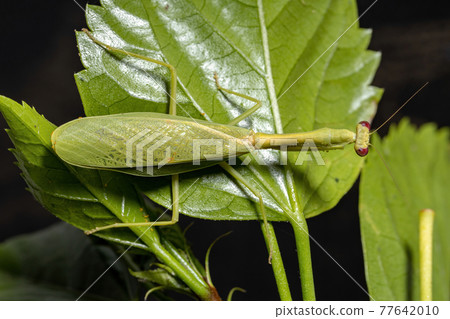Female Adult Unicorn Mantis 77642010
