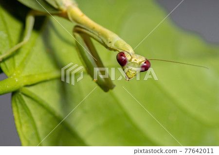 Female Adult Unicorn Mantis 77642011