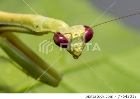 Female Adult Unicorn Mantis 77642012