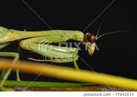Female Adult Unicorn Mantis 77642014