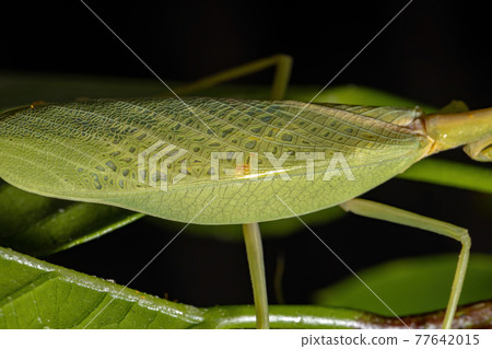 Female Adult Unicorn Mantis Female Adult Unicorn Mantis 77642015