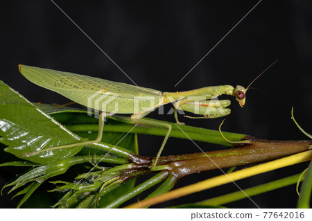 Female Adult Unicorn Mantis Female Adult Unicorn Mantis 77642016