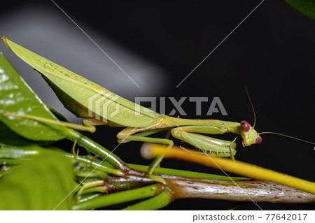 Female Adult Unicorn Mantis Female Adult Unicorn Mantis 77642017