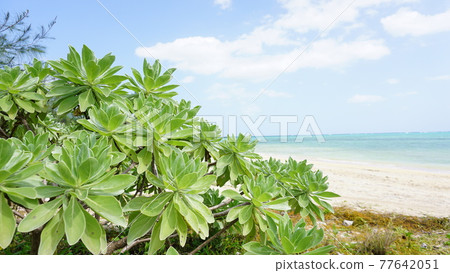 適合藍天的門巴樹 適合藍天的門巴樹 77642051