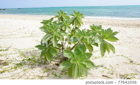 一棵站在沙灘上的門巴樹 77642056