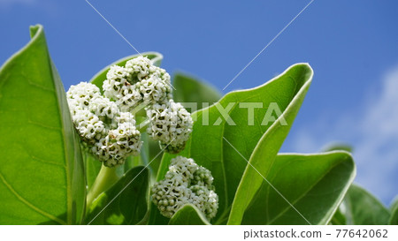 Monpa tree flower, close-up 77642062