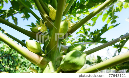 Papaya tree and fruit 77642121
