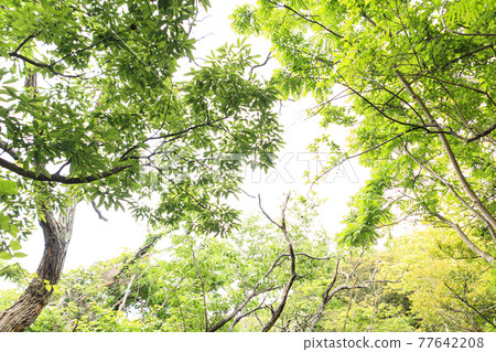 位於湘南三浦半島的神奈川縣三浦市的未開發地區,小代之森的新鮮綠色耀眼春天 位於湘南三浦半島的神奈川縣三浦市的未開發地區,小代之森的新鮮綠色耀眼春天 77642208