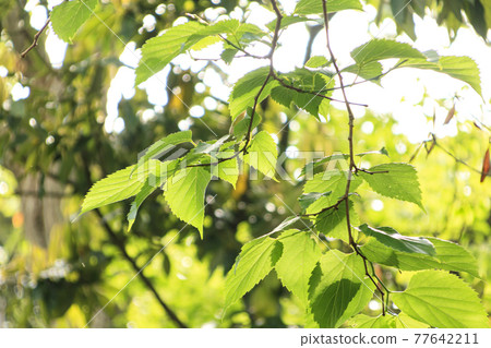 Fresh green dazzling spring of Koajiro no Mori in the unexplored region of Miura City, Kanagawa Prefecture, on the Shonan Miura Peninsula Fresh green dazzling spring of Koajiro no Mori in the unexplored region of Miura City, Kanagawa Prefecture, on the Shonan Miura Peninsula 77642211